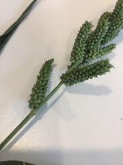 Echinochloa esculenta