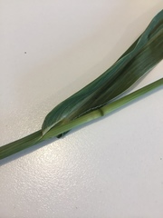 Echinochloa esculenta