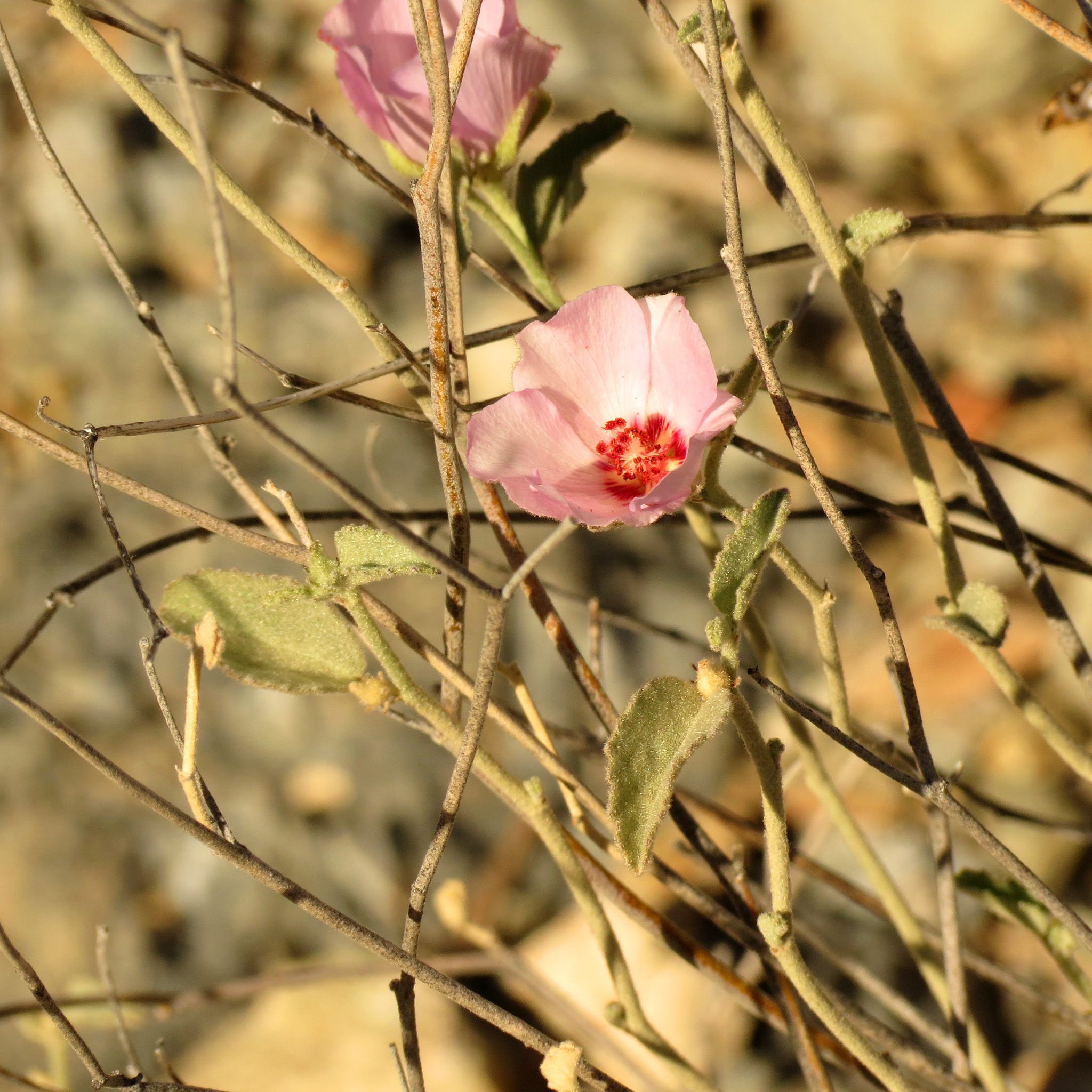 Tulipán del Desierto (Hibiscus denudatus) · iNaturalist Ecuador