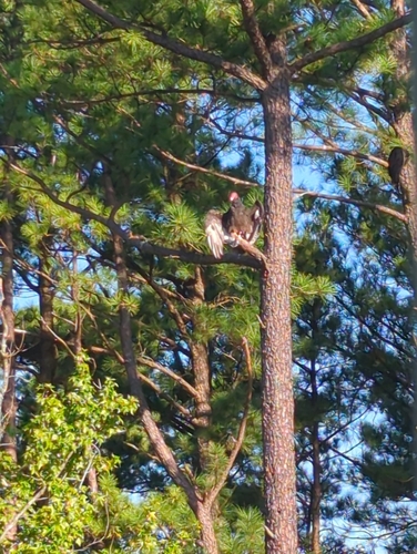 Turkey Vulture photographed in North Carolina