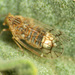 Kinnarid Planthoppers - Photo (c) Katja Schulz, some rights reserved (CC BY)