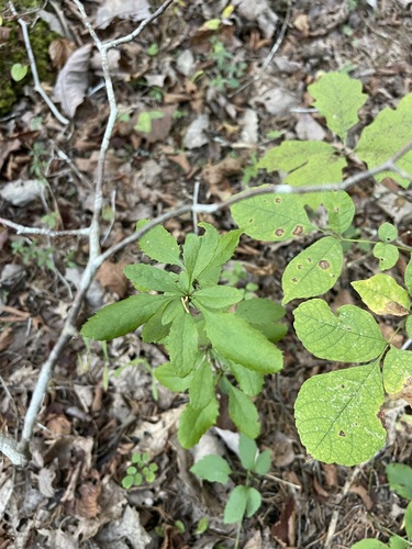 Berberis canadensis, photograph 4