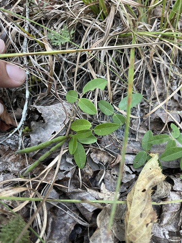Image of Galactia regularis by (c) Brandon Corder, some rights reserved (CC BY)