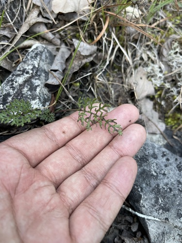 Image of Packera millefolium by (c) Brandon Corder, some rights reserved (CC BY)