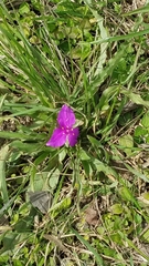 Tradescantia humilis