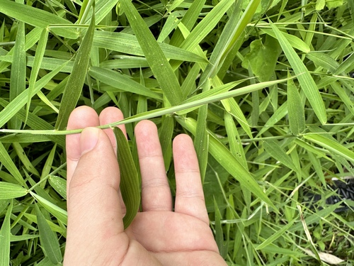 Image of Panicum trichocladum by (c) scallions, some rights reserved (CC BY)