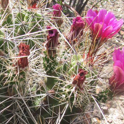 Strawberry Cactus