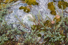 Pimelea mesoa macra