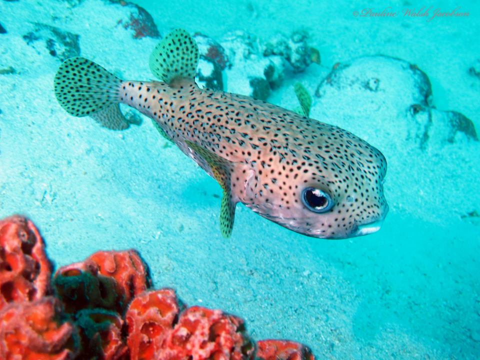 Porcupinefish