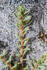 Pimelea mesoa macra