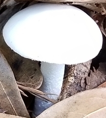 Amanita bisporigera