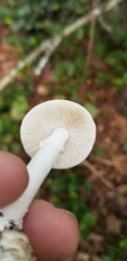 Amanita bisporigera