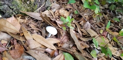 Amanita bisporigera