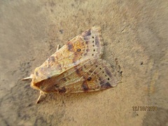 Xanthia ocellaris