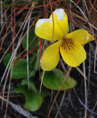 Viola maculata