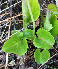 Viola maculata