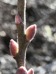 Salix breweri