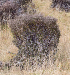 Pittosporum anomalum