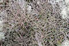 Pittosporum anomalum