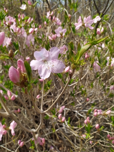 Image of Rhododendron schlippenbachii by (c) Tatyana Petrenko, some rights reserved (CC BY)