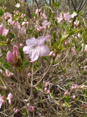 Rhododendron schlippenbachii