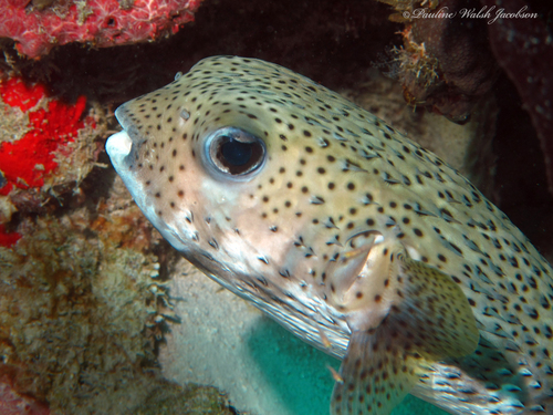 Spotted Porcupinefish