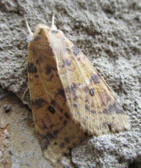 Xanthia ocellaris