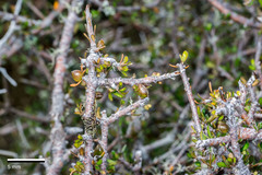 Pittosporum anomalum