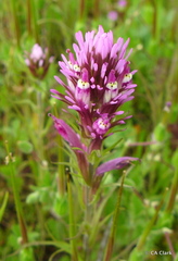 Castilleja densiflora
