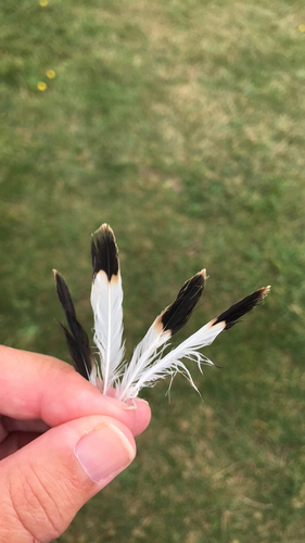 Plume de Traquet motteux