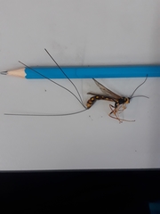 Megarhyssa nortoni