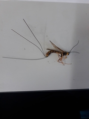 Megarhyssa nortoni
