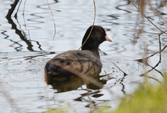 Fulica atra