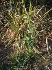 Echinochloa esculenta