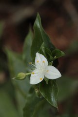 Tradescantieae