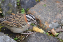 Zonotrichia capensis