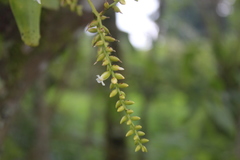 Catopsis sessiliflora