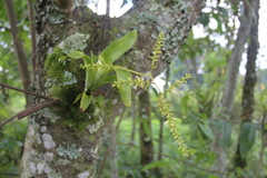 Catopsis sessiliflora