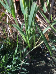 Echinochloa esculenta