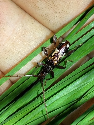 Allotisis monteithi