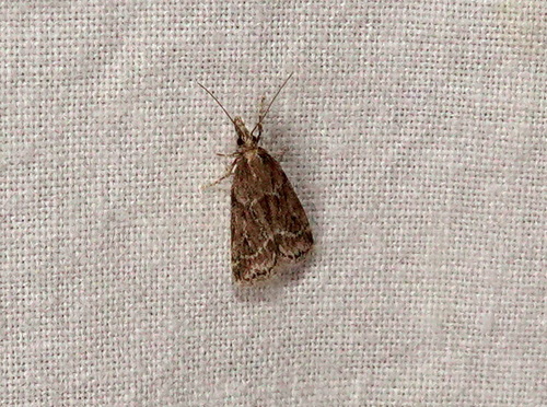 Marsh Grey, Sint-Oedenrode, Nederland, photo 10 of 10