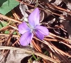 Viola sagittata