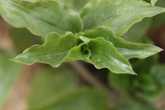 Tradescantieae