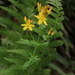 Wavy St. John's-Wort - Photo (c) josecosta1, some rights reserved (CC BY-NC)