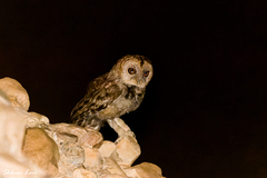 Desert Owl photo 3