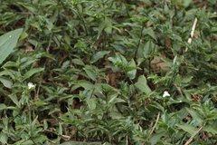 Tradescantieae