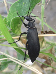 Epicauta segmenta