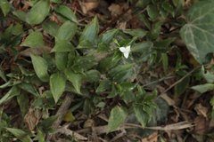 Tradescantieae