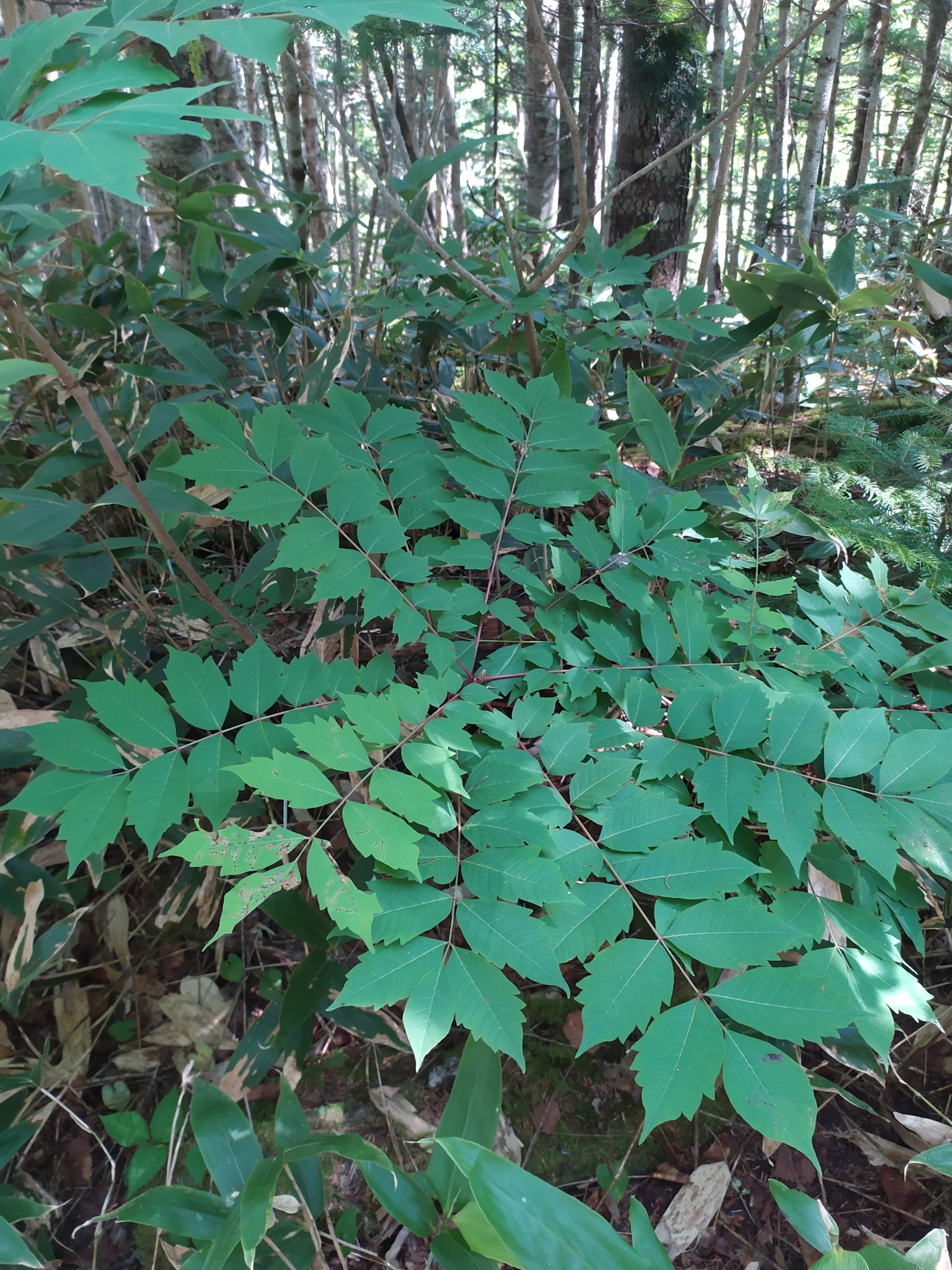 Mountain Lacquer Tree (Toxicodendron trichocarpum)