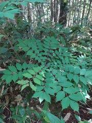 Toxicodendron trichocarpum